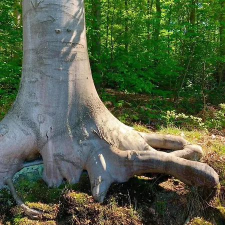 Haus Astenblick In Mit Gastraum Wanderveranstaltungen Und Familienfeiern * Winterberg